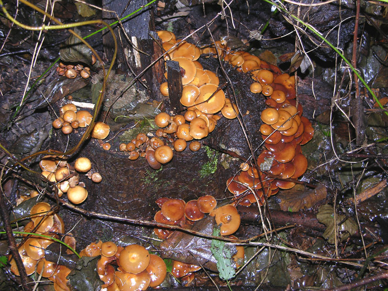 Kuehneromyces mutabilis